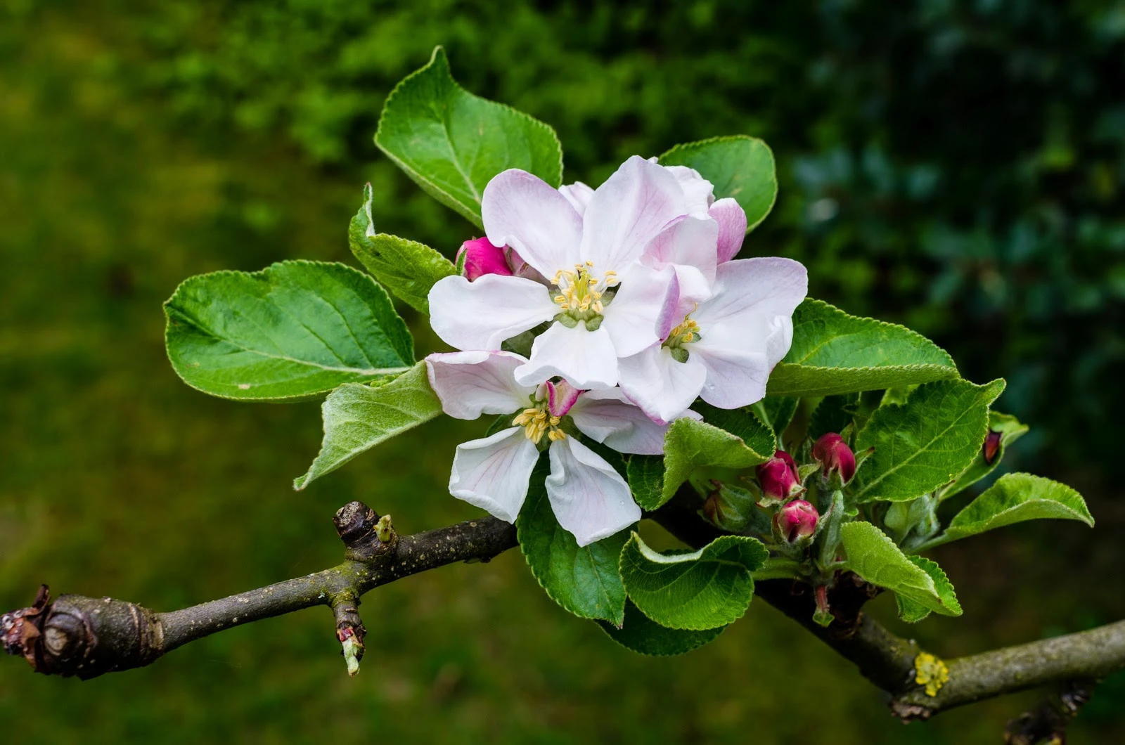 Blüten meines Apfelbaums.jpeg
